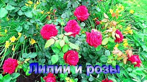 "розы" #Огород#Сад#Дача