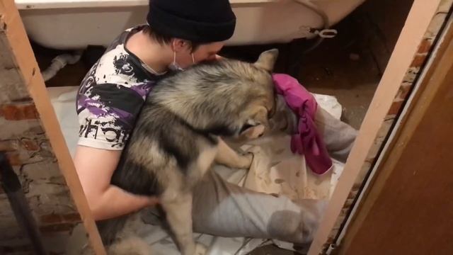 Хаски не рушат квартиры! Они их ремонтируют!?