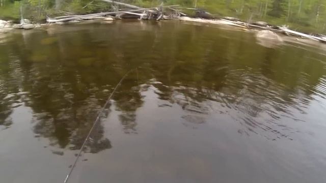 Пяозеро. Кумжа. Хариус. Трофей. смотреть онлайн