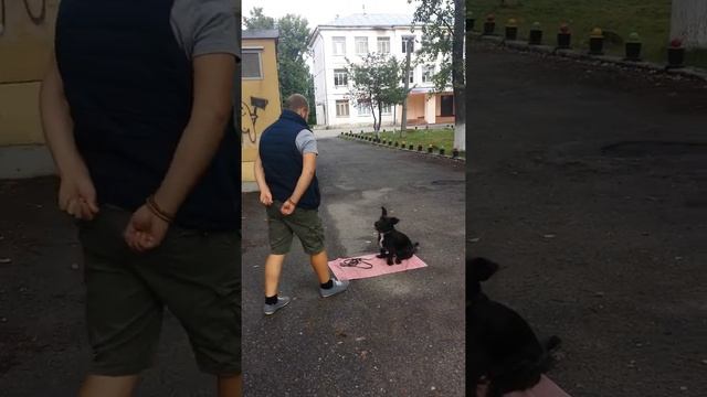Дрессировка собак -ДВОРТЕРЬЕР АРЧИ 6 МЕС.ДРЕССИРОВЩИК ДМИТРИЙ смотреть онлайн