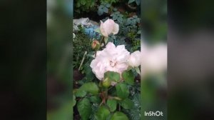 Розы Алоха, Шарифа Асма и Кордес Юбилей. Цветение после посадки.Лесина Дача