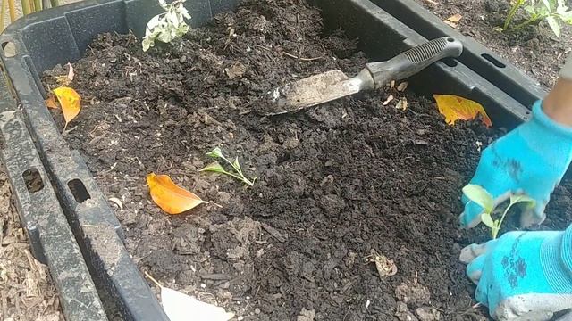 Growing cauliflower - first 3 months смотреть онлайн