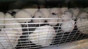 Не надо отсаживать самцов перепелов от самок! Мяса не будет!