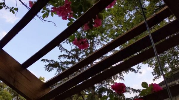 Rose arbors in the garden