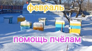 Зимовка пчёл на улице в феврале. Честный обзор! Пчеловодство!