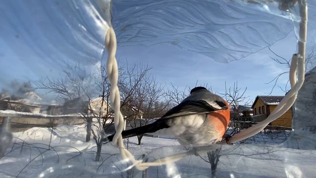 Зимняя кормушка смотреть онлайн