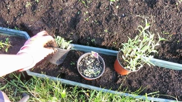 Школка для многолетников смотреть онлайн