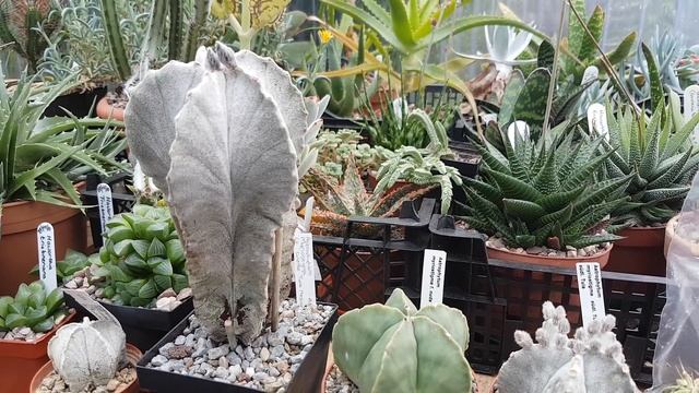 Growth rate, care and cultivation of Astrophytum cactus. смотреть онлайн