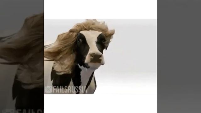 шампунь для коров смотреть онлайн