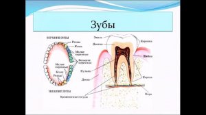 Пищеварение в ротовой полости. Биология 8 класс.