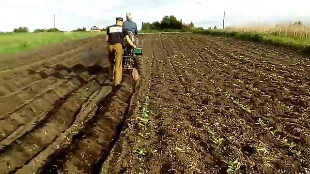 Окучивание картошки мототрактором смотреть онлайн