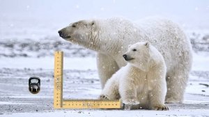 Самые большие животные в мире