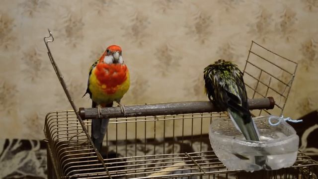 Розеллы купаются | Попугаи | Rosella Parrot
