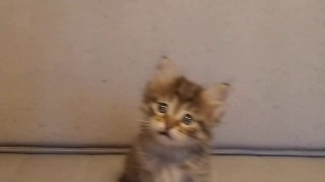 Сибирские котята N...Crown of Siberia, 1 месяц 5 дней смотреть онлайн
