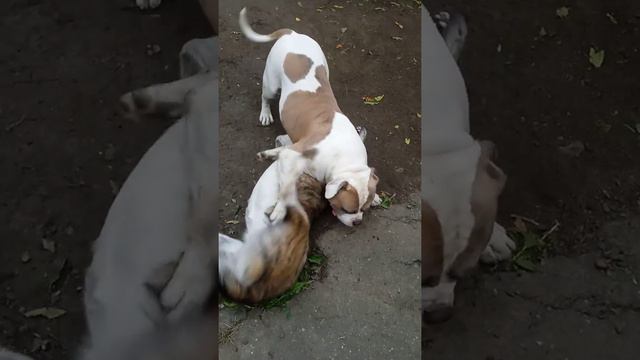 Шон Коннери. смотреть онлайн