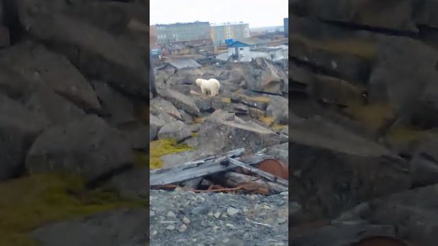 Арктика. Диксон . Белый медведь смотреть онлайн