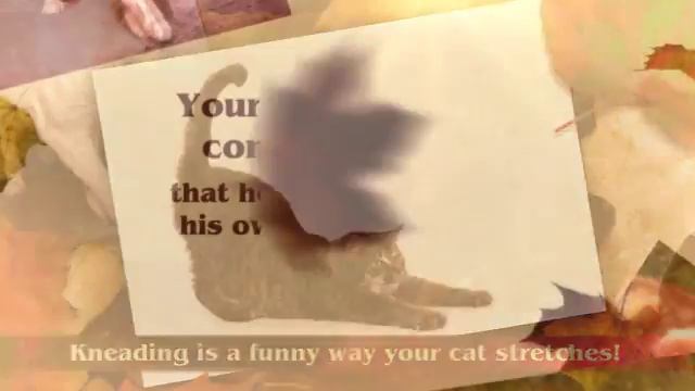 Fegenbush Lane Animal Clinic - 5 Weird Habits Your Cat Has смотреть онлайн