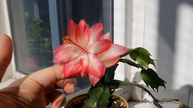 Шлюмбергера, сорт Frony смотреть онлайн
