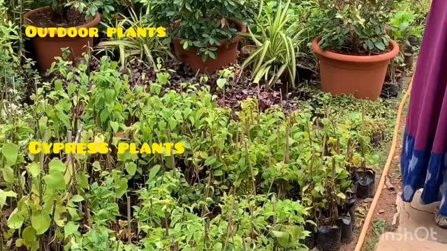 Varieties of plants 🌱 Fruits Plants Medicinal plants. смотреть онлайн