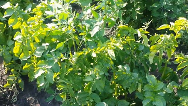 Картофель после обработки от сорняков смотреть онлайн