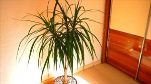 Пересадка Драцены. Ответы на Ваши вопросы