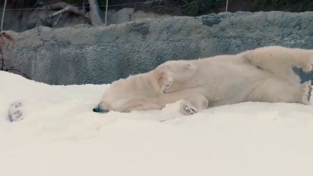 Белые медведи в зоопарке Сан Диего смотреть онлайн