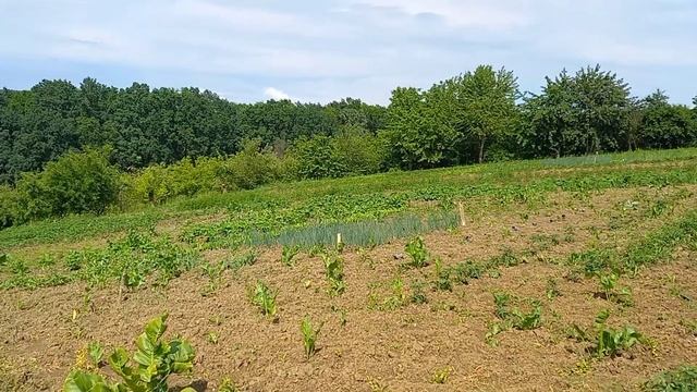 Маникюр бесплатно. Френч по сельски . смотреть онлайн