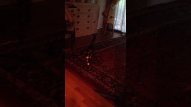 Bubbles the Cat. Playing Fetch. смотреть онлайн