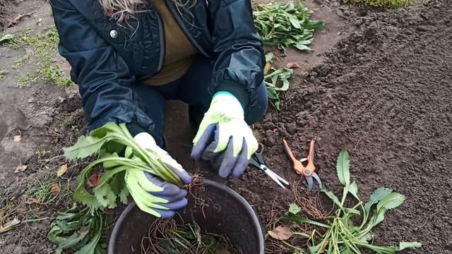 Обязательно делим и рассаживаем многолетнюю ромашку . Нивяники . смотреть онлайн