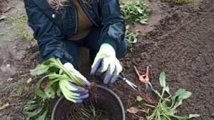 Обязательно делим и рассаживаем многолетнюю ромашку . Нивяники .