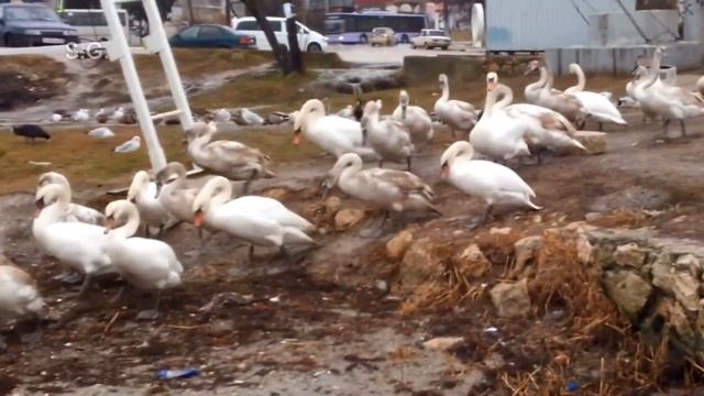 Лебеди, в колонну по два, в море, шагом – марш! смотреть онлайн