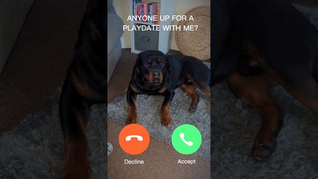 🤳🏼 Will You Pick Up?? Rottweiler смотреть онлайн