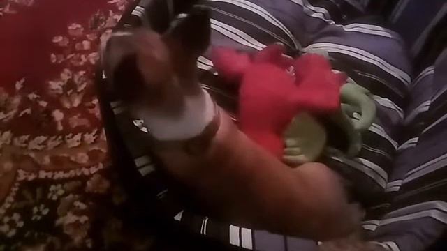 Щенок бультерьер 1месяц. смотреть онлайн