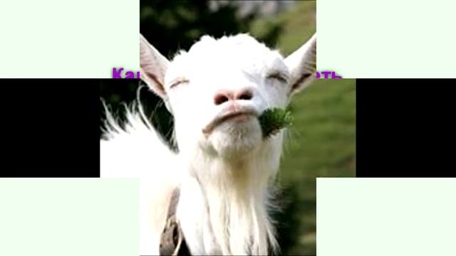 Как должна выглядеть коза смотреть онлайн