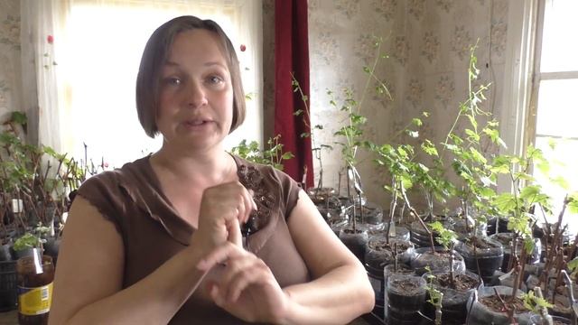 Закалка саженцев винограда. Для чего она нужна и как без нее обойтись смотреть онлайн