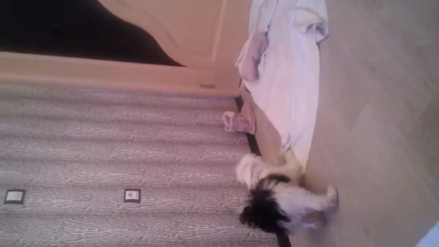 КХС(китайская хохлатая) Женечка смотреть онлайн