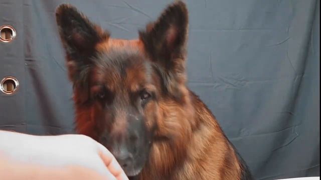 ASMR DOG Reviewing Eating / ASMR GERMAN SHEPHERD /АСМР немецкая овчарка смотреть онлайн