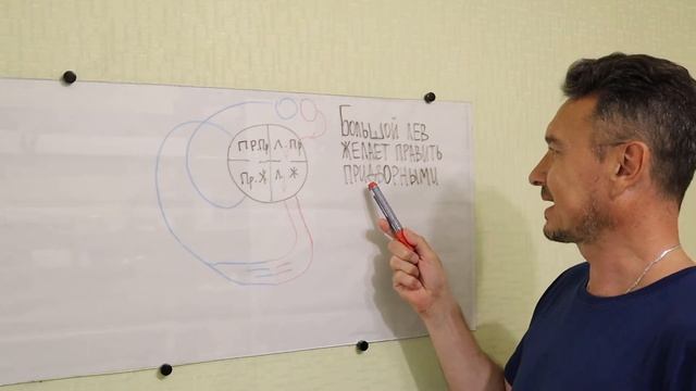 НАЧАЛО КРУГОВ КРОВООБРАЩЕНИЯ | биология ЕГЭ ОГЭ смотреть онлайн