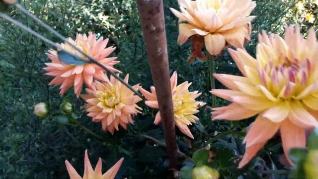 Георгины цветут.Радуют.Пройдут заморозки и все... смотреть онлайн