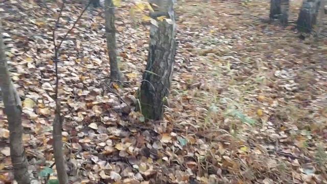 ТИХАЯ ОХОТА СОСТОЯЛАСЬ 2 КОРЗИНЫ БЕЛЫХ ГРИБОВ . ЭХ КРАСОТА . смотреть онлайн