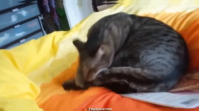 Kот злится на свой хвост. смотреть онлайн