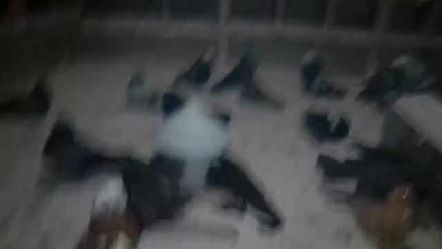 Голуби профилактика и лечение смотреть онлайн