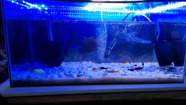 My Aquarium 2 смотреть онлайн