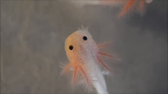 Growing Axolotls
