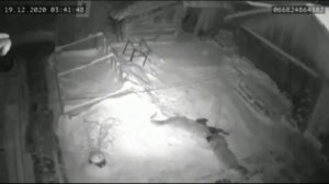 "ТОП 3 НАПАДЕНИЙ ВОЛКОВ НА СОБАК"(слабонервным не смотреть!!!)