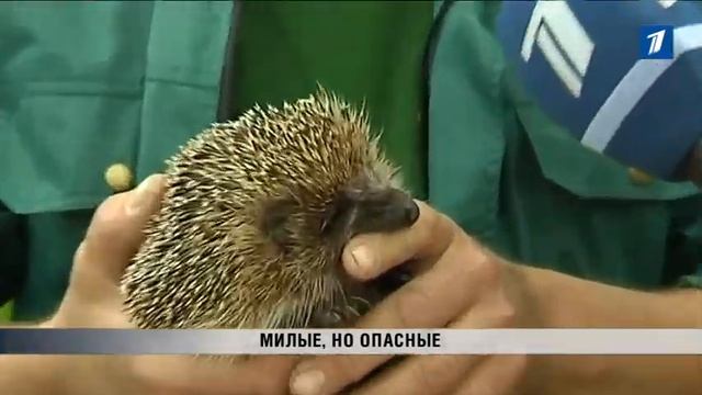 ПБК: Милые, но опасные смотреть онлайн