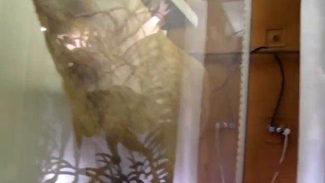 ЗООЛОГИЧЕСКИЙ МУЗЕЙ МГУ им. М. В. ЛОМОНОСОВА & КРОКИН ГАЛЕРЕЯ. ZOO смотреть онлайн