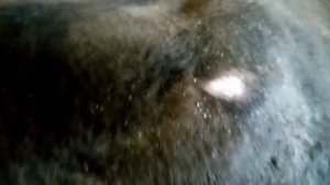 У коровы болячки? Чем я обрабатываю, проверенные средства.