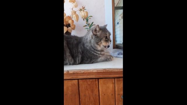 Кот Сидит Часть 5 смотреть онлайн