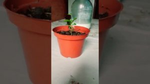 Акация жёлтая из семян.